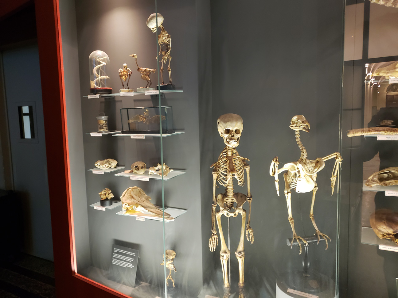 MuseumAnatomy_4